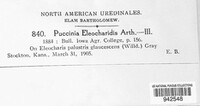 Puccinia eleocharidis image